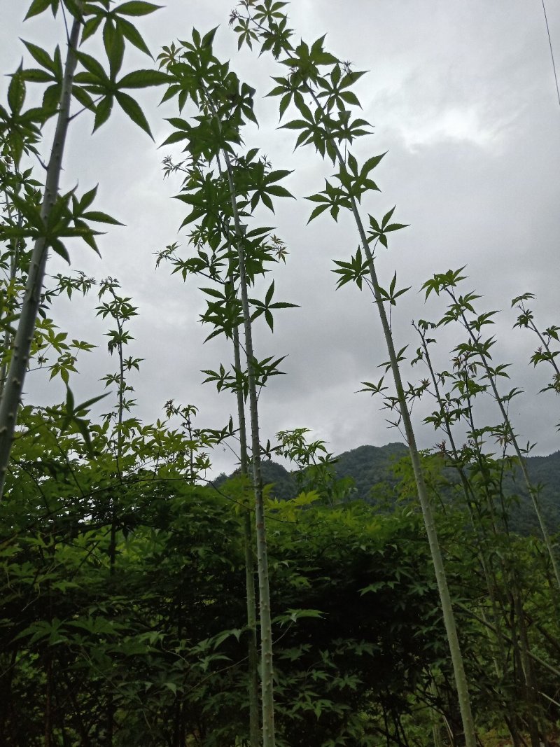 掌叶覆盆子野草莓根发苗粗壮挂果快产量可以