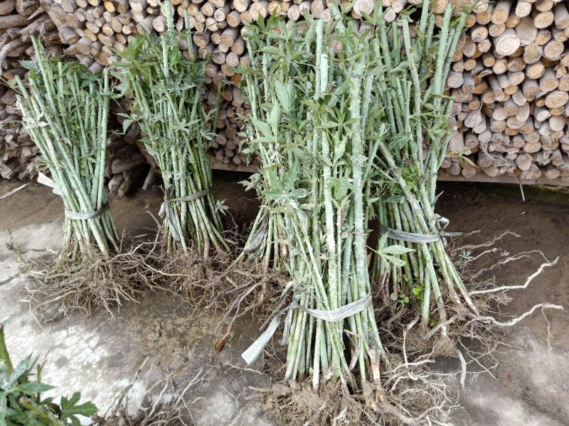 掌叶覆盆子野草莓根发苗粗壮挂果快产量可以