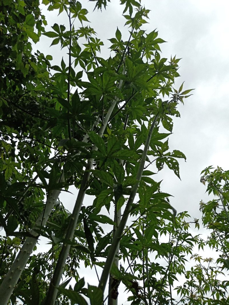 掌叶覆盆子野草莓根发苗粗壮挂果快产量可以