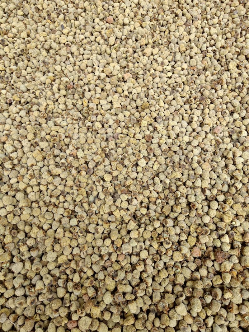 掌叶覆盆子野草莓根发苗粗壮挂果快产量可以