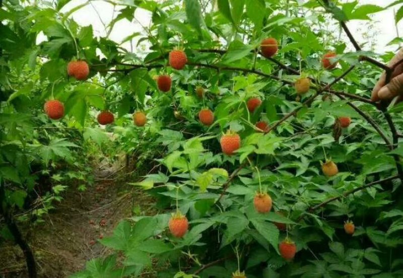 掌叶覆盆子野草莓根发苗粗壮挂果快产量可以