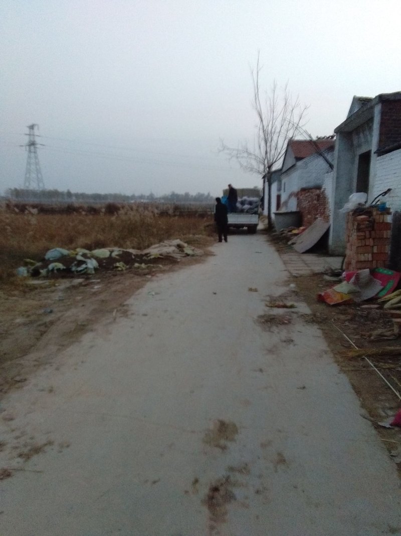 黄河白莲藕大量上市，10-17大35.小35大37.白莲