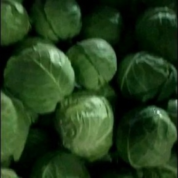供应包菜
