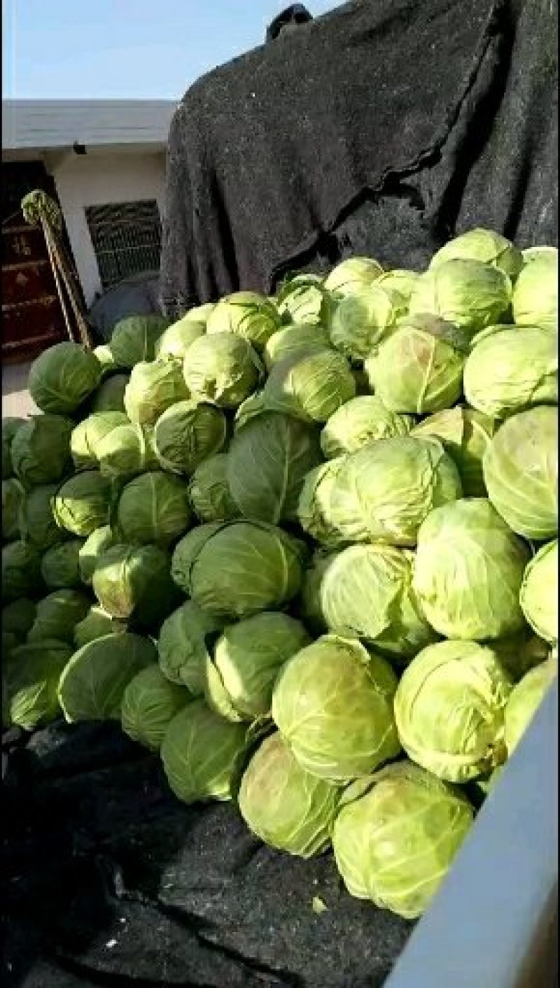 供应包菜