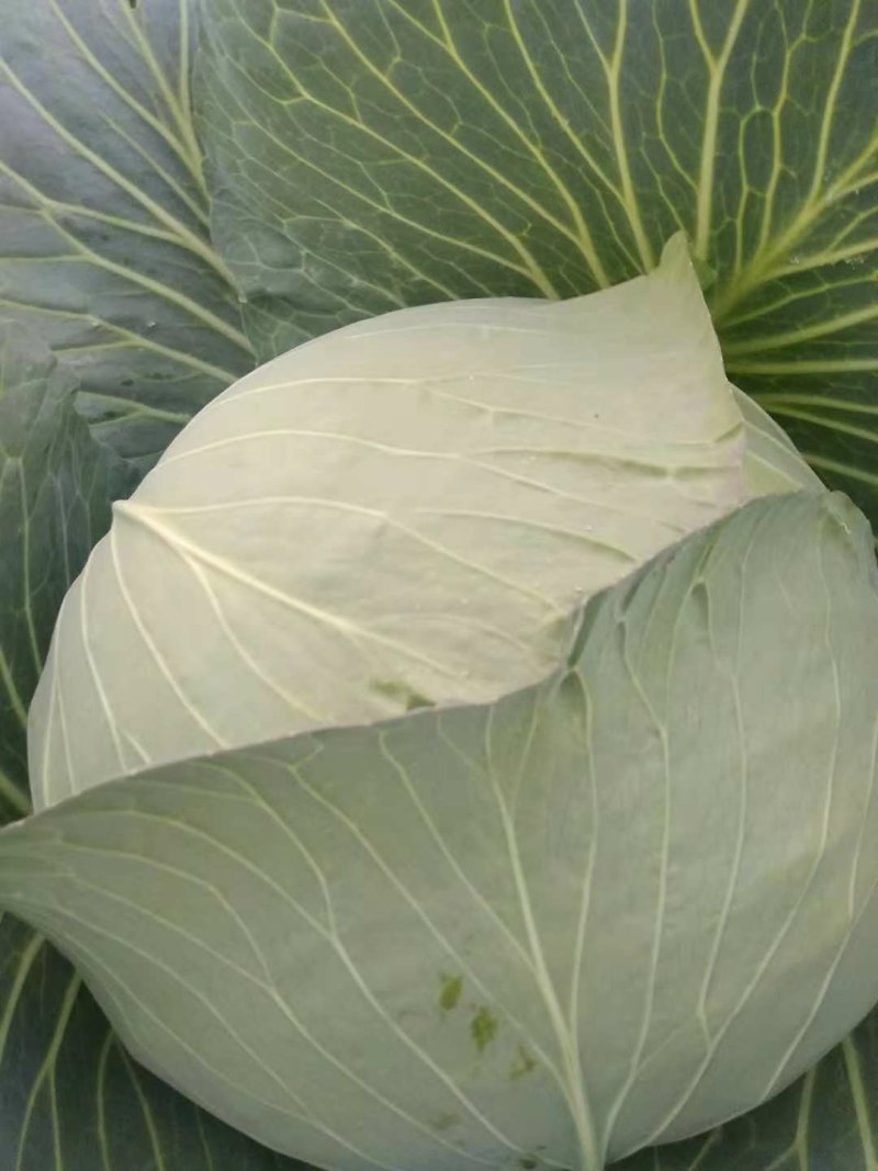 供应包菜