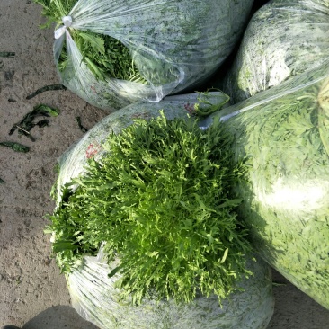 苦菊，唐山滦南县盛产精品苦菊