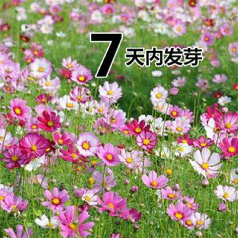 波斯菊，基地直供，质量保障，适合任何地方种植，好管理