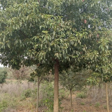 香樟树胸径10一18公分，丛生八月桂2一6米冠，大量有货