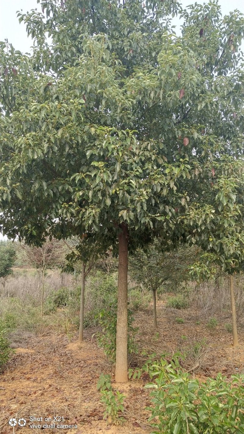 香樟树胸径10一18公分，丛生八月桂2一6米冠，大量有货