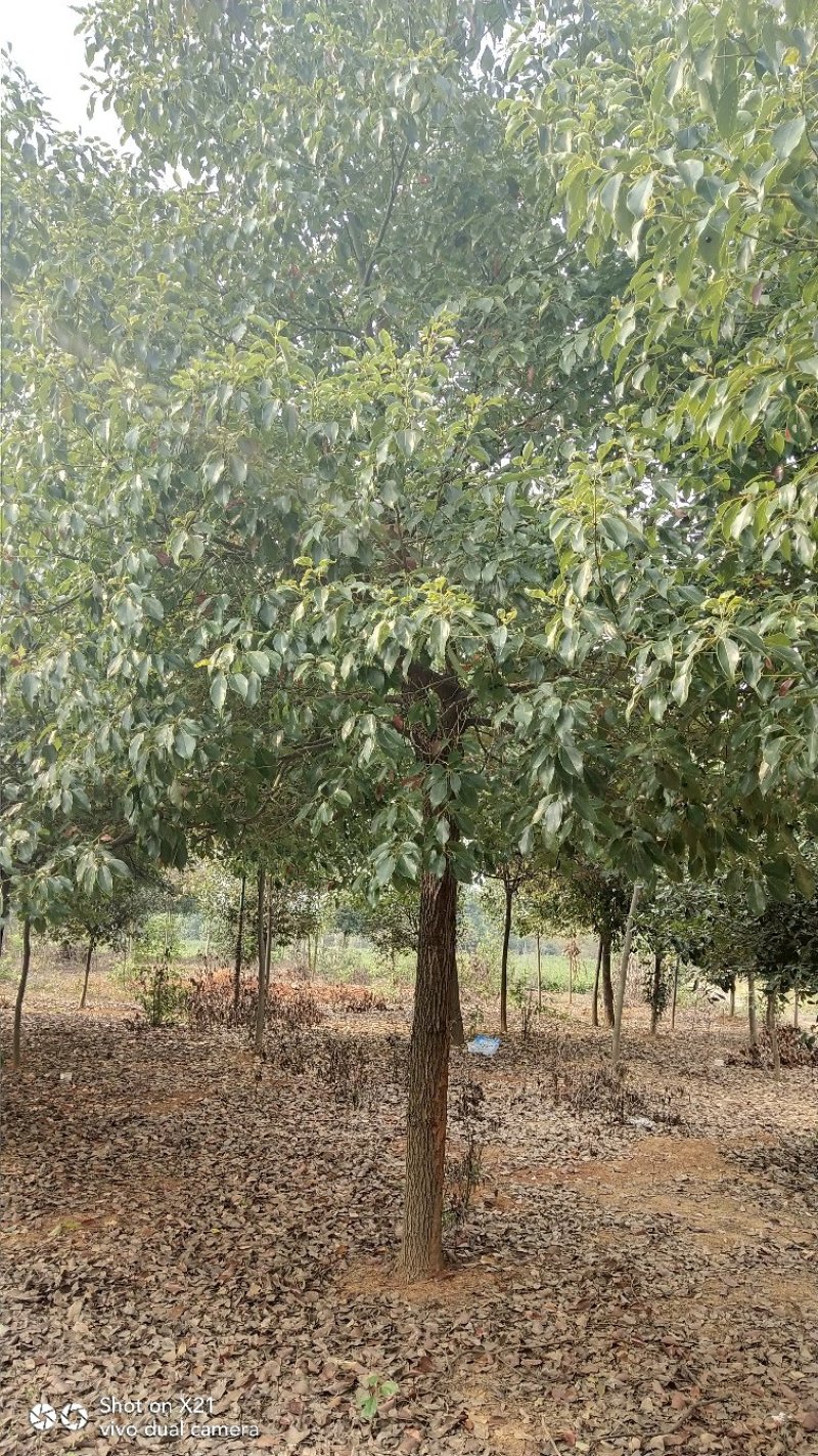 香樟树胸径10一18公分，丛生八月桂2一6米冠，大量有货
