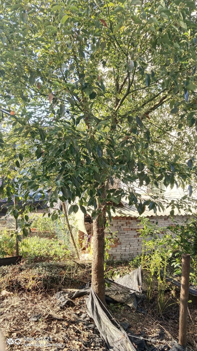 香樟树胸径10一18公分，丛生八月桂2一6米冠，大量有货