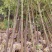 香樟树胸径10一18公分，丛生八月桂2一6米冠，大量有货