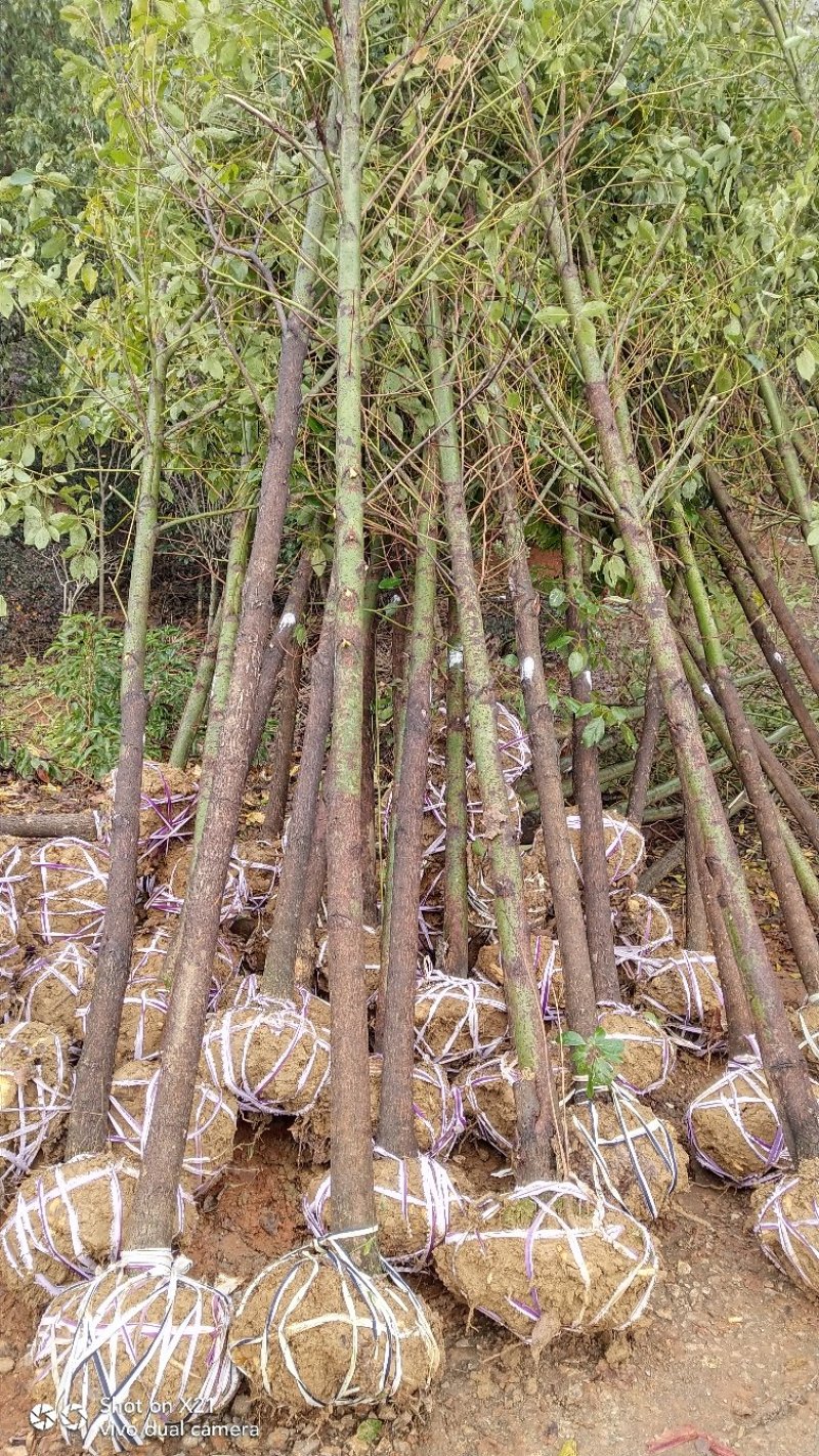香樟树胸径10一18公分，丛生八月桂2一6米冠，大量有货