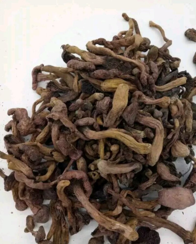 松散蘑