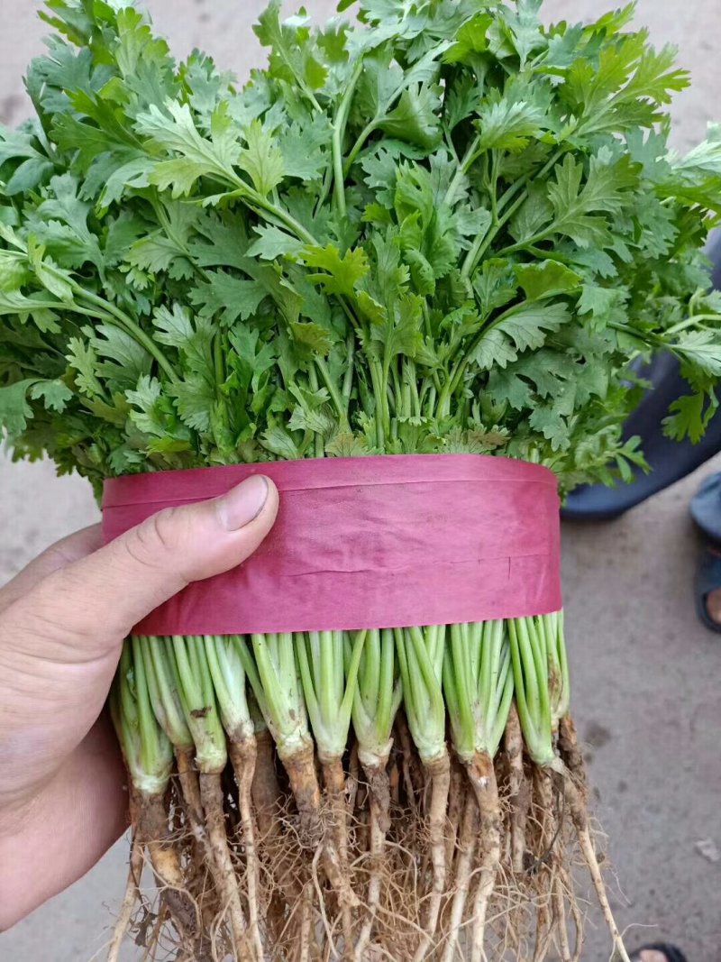 本地香菜常年供货一年四季统统有货