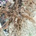 无花果苗30~50cm