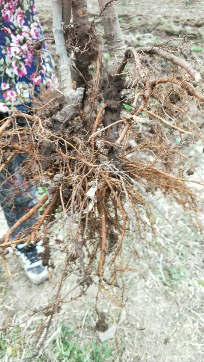 无花果苗30~50cm