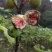 无花果苗30~50cm
