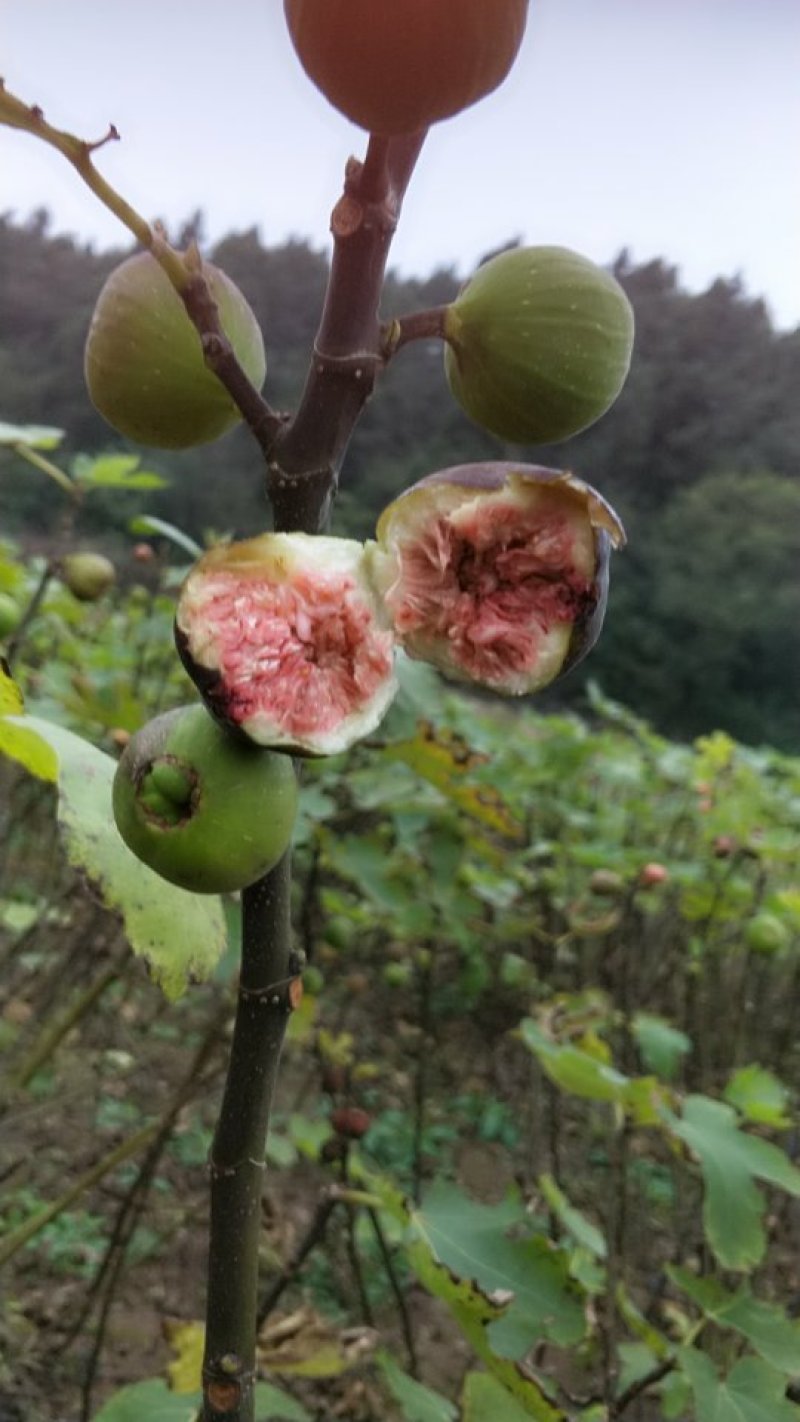 无花果苗30~50cm