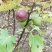 无花果苗30~50cm