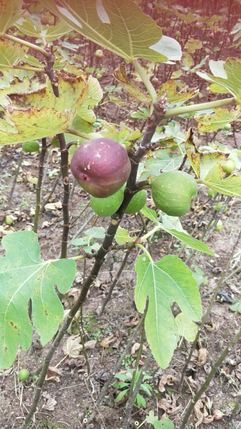 无花果苗30~50cm