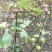 无花果苗30~50cm