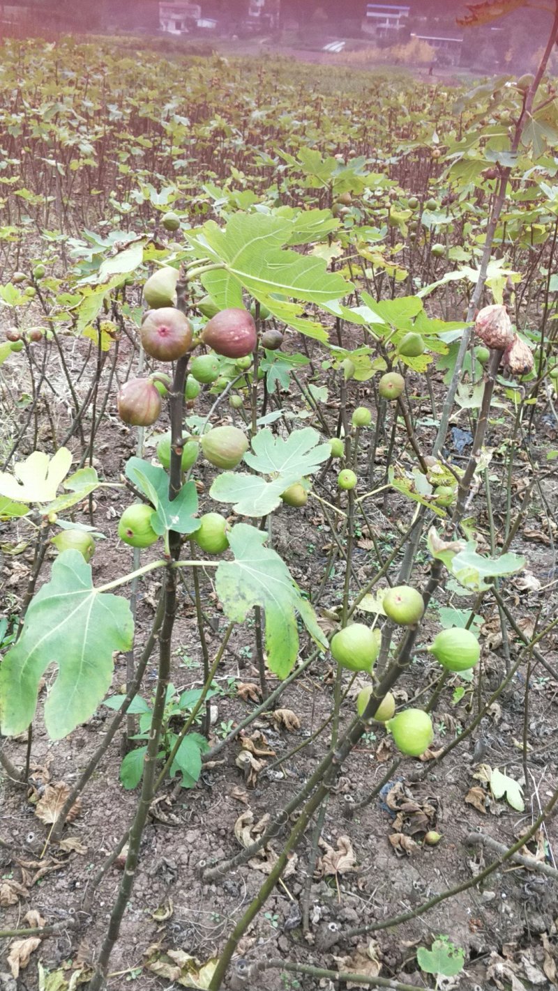 无花果苗30~50cm