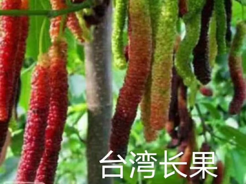 红美人桔苗，可以用吸管吸的桔子，糖度高，肉细，12月份上