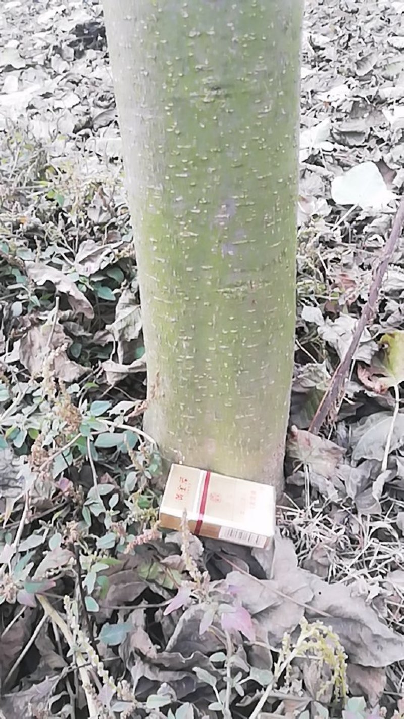 楸树出售