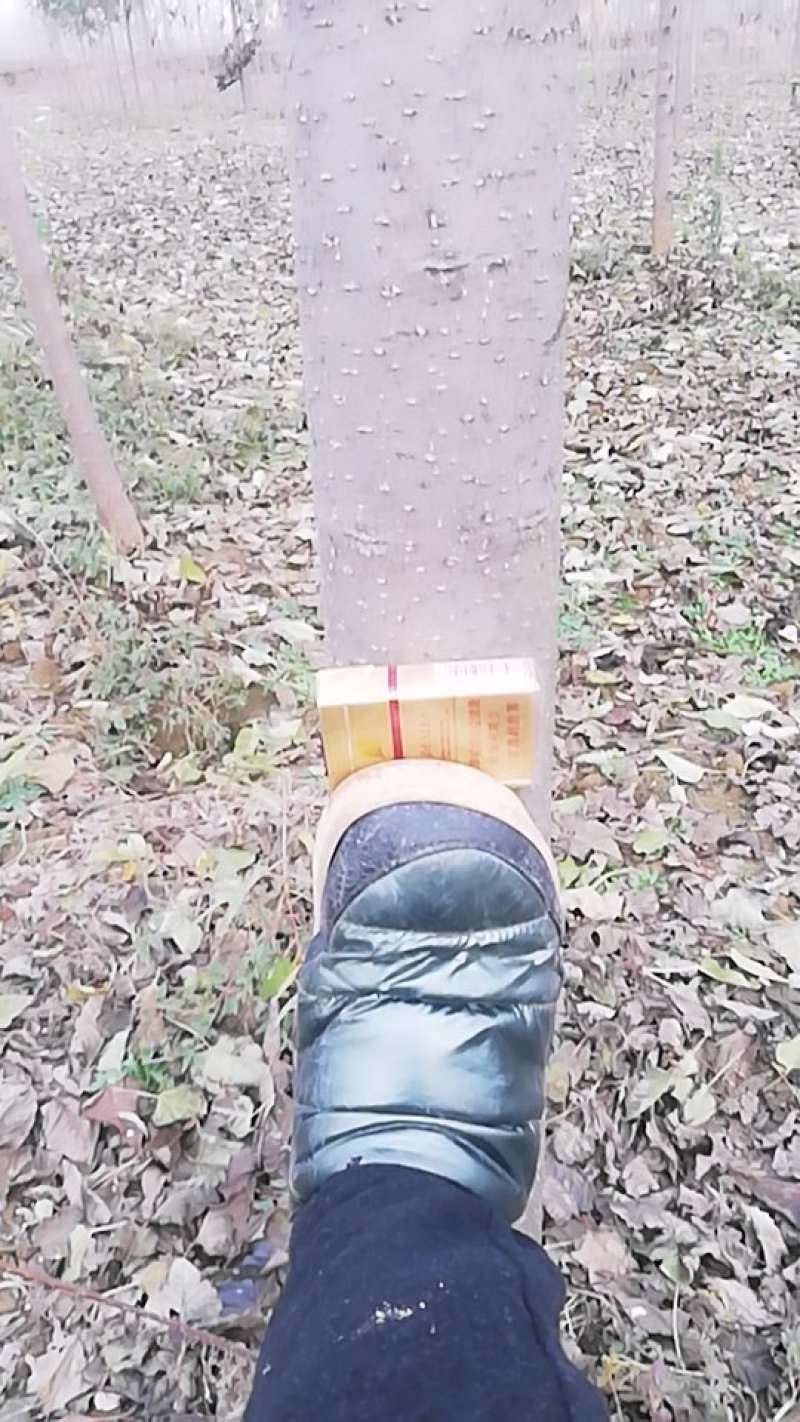 楸树出售