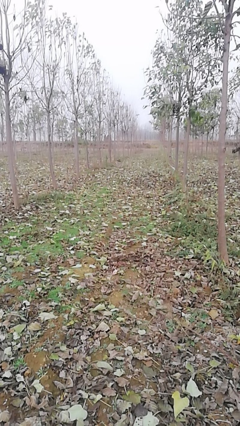 楸树出售