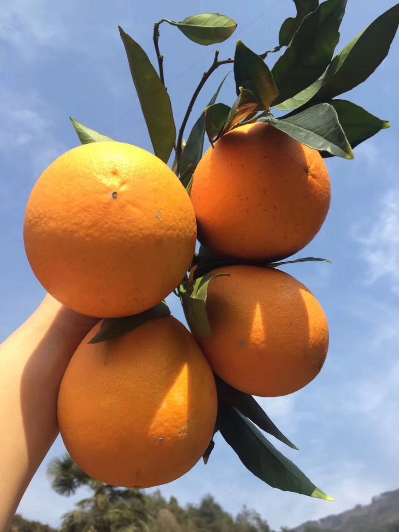 脐橙中华红纽荷尔脐橙果园看货，一手货源，大量供应