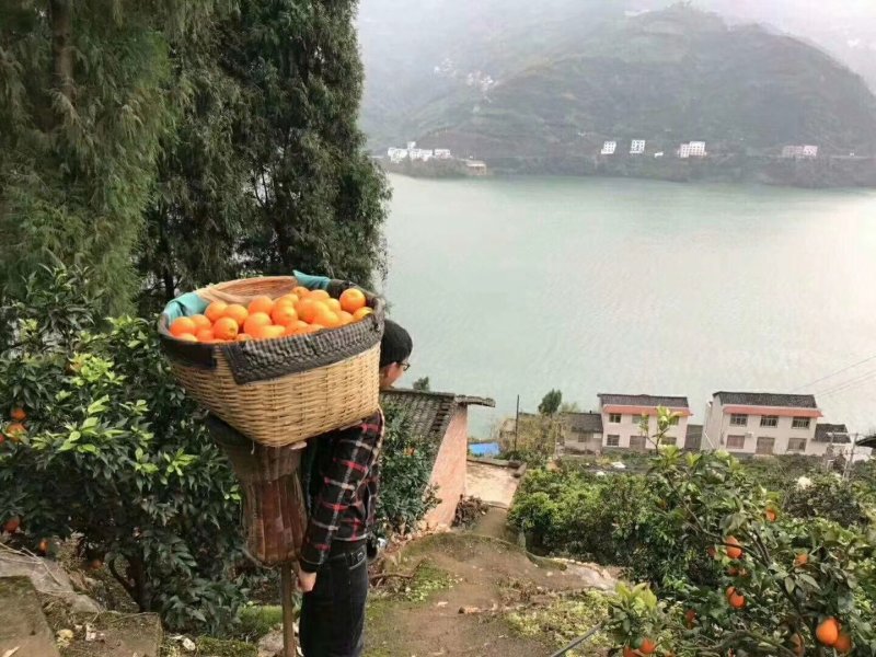 脐橙中华红纽荷尔脐橙果园看货，一手货源，大量供应
