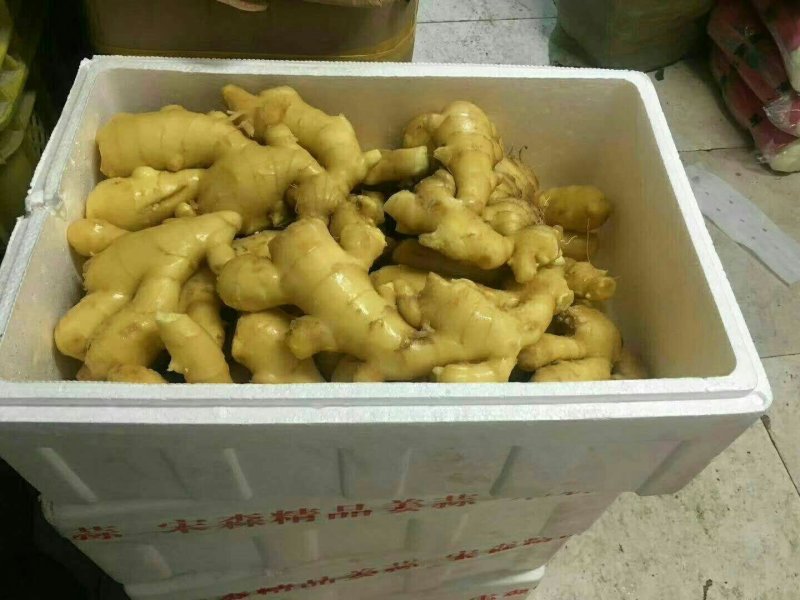 姜种山东姜种批发发芽率高传授技术专业指导跟踪服务