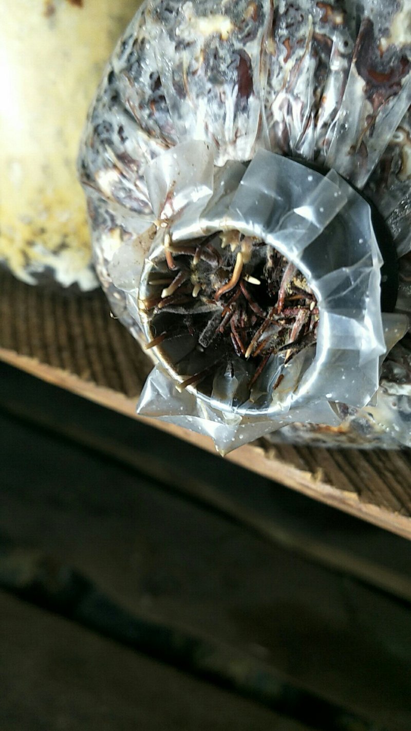 优质蜜环菌种，2斤代装6.00元保质保量。特点，出丝快，