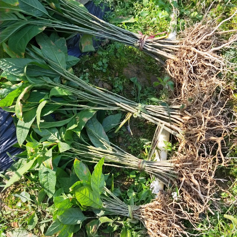 黄花倒水莲，规格，20到50公分