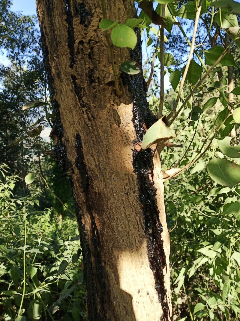 珍贵老挝老红檀木大红酸枝木绿化观赏庭造林树种苗乔木灌木绿