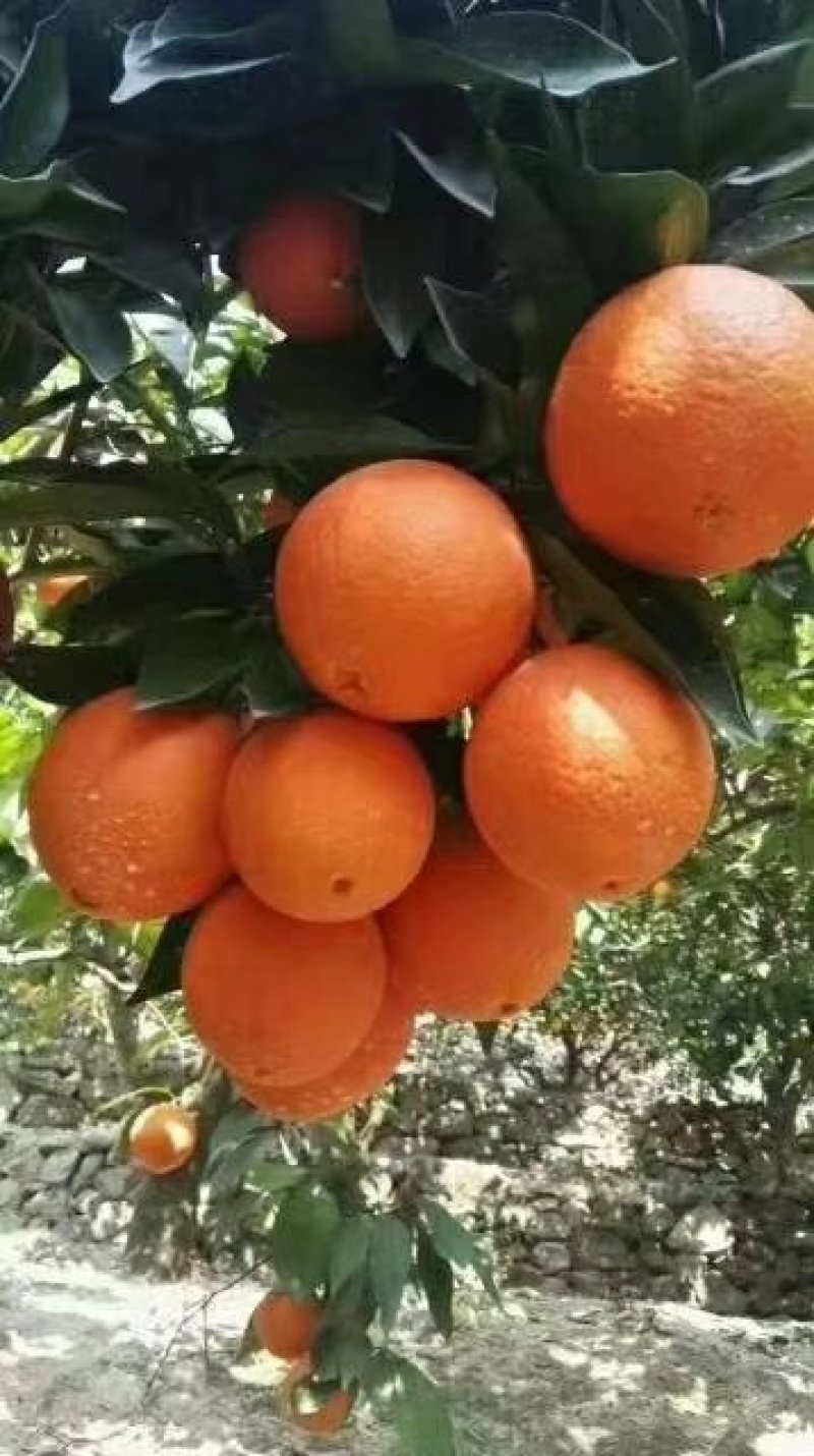 正宗奉节脐橙草堂广柑橘子新鲜果品