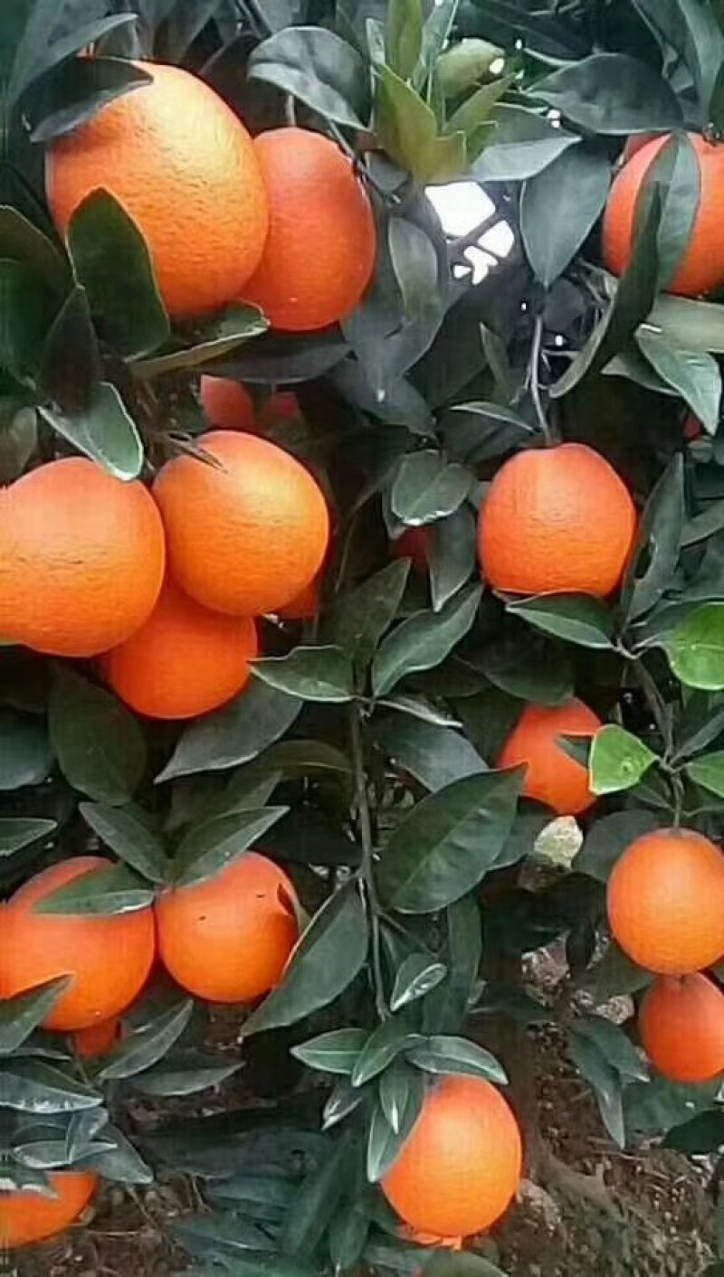 正宗奉节脐橙草堂广柑橘子新鲜果品