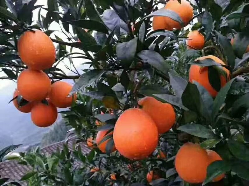 正宗奉节脐橙草堂广柑橘子新鲜果品