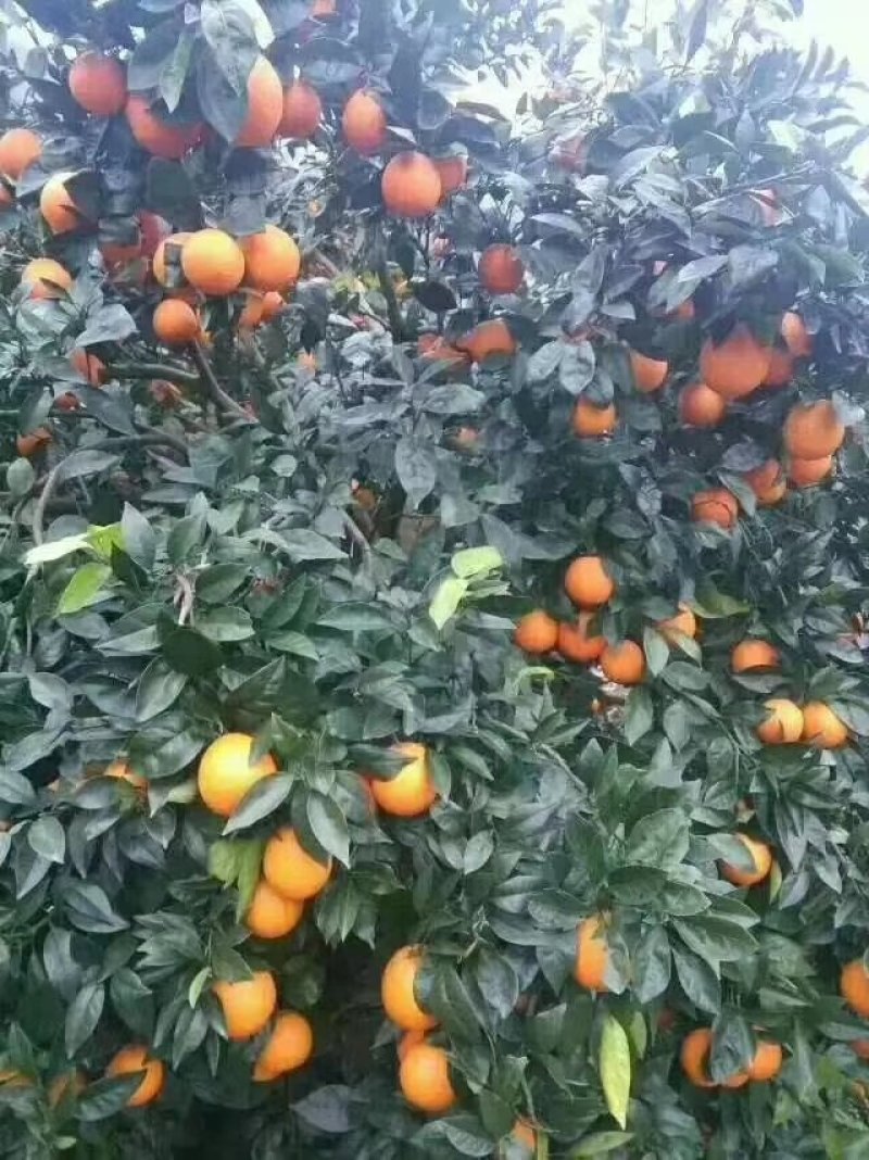 正宗奉节脐橙草堂广柑橘子新鲜果品