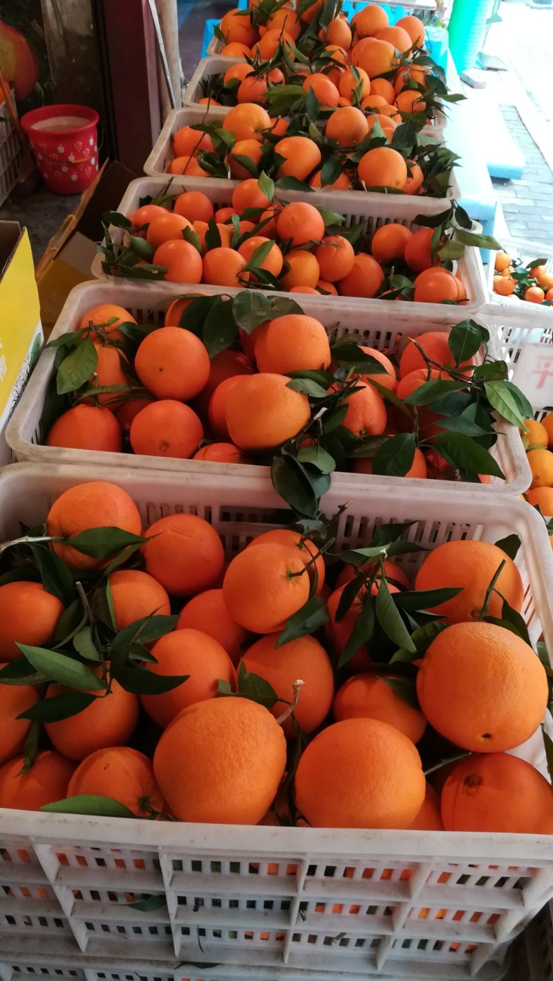正宗奉节脐橙草堂广柑橘子新鲜果品