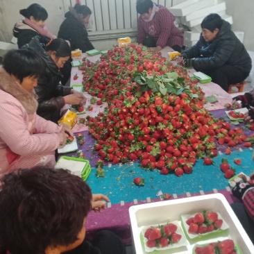 藏香杠三草莓大量供应