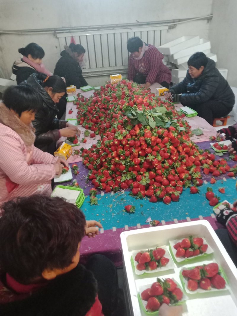 藏香杠三草莓大量供应