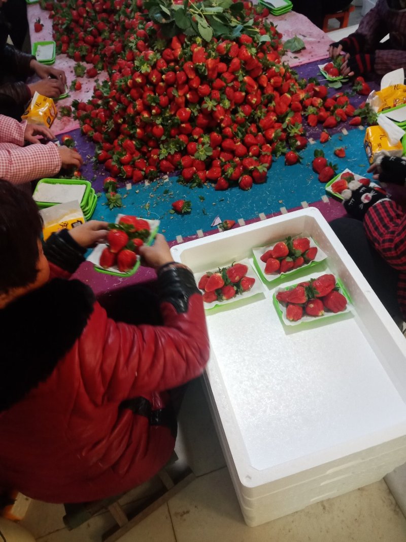 藏香杠三草莓大量供应