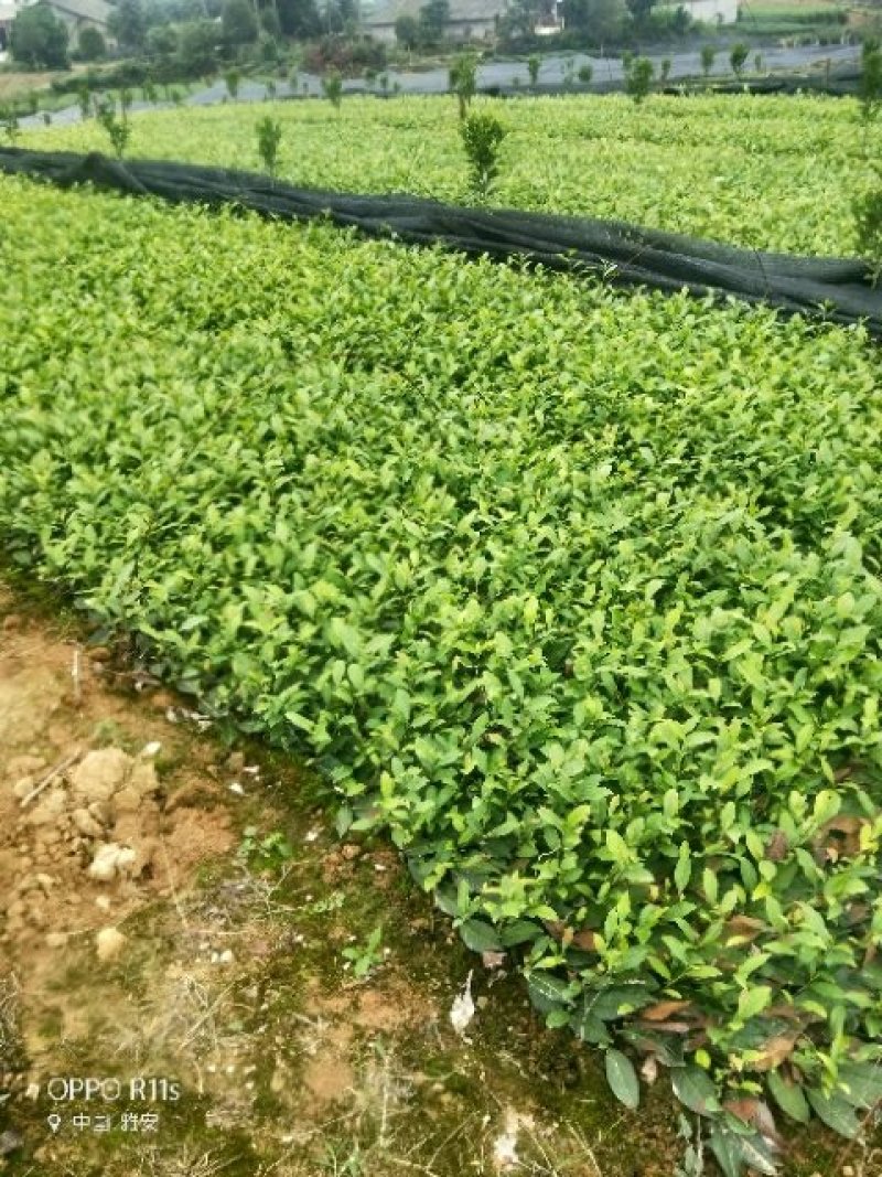 良种茶苗