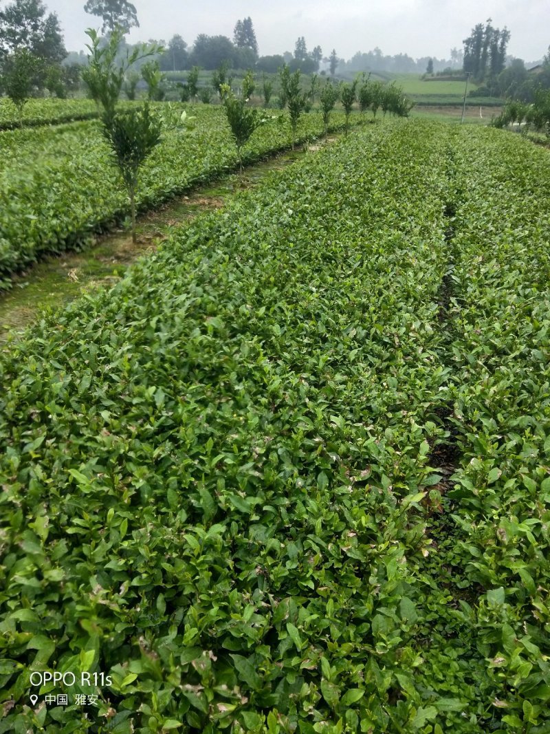 良种茶苗