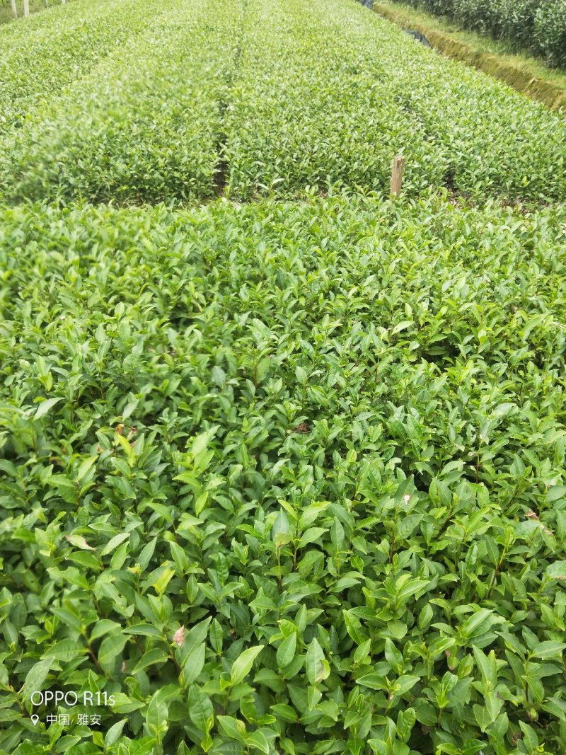 良种茶苗