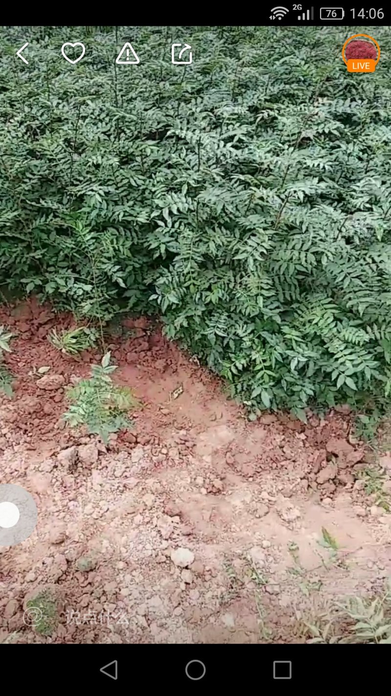 正棕大红袍苗
