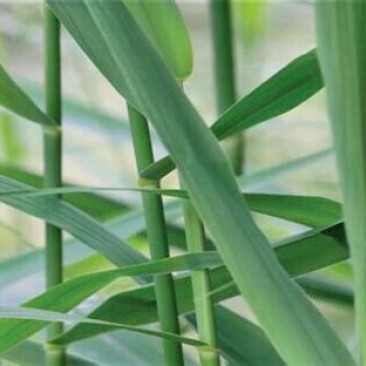 芦根长期供应